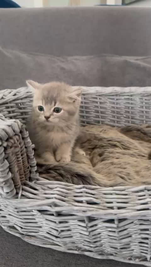 Británico de Pelo Corto gatos en venta: Adorable macho British tabby lillac en Madrid - Video 1