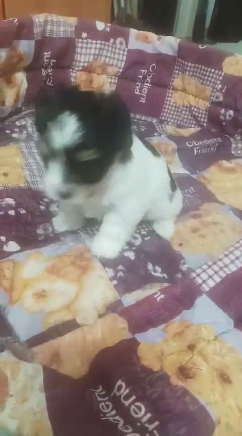 Biewer Yorkshire Terrier a la Pom Pon perros en venta: Yorkshire Biewer macho y hembra  - Video 3