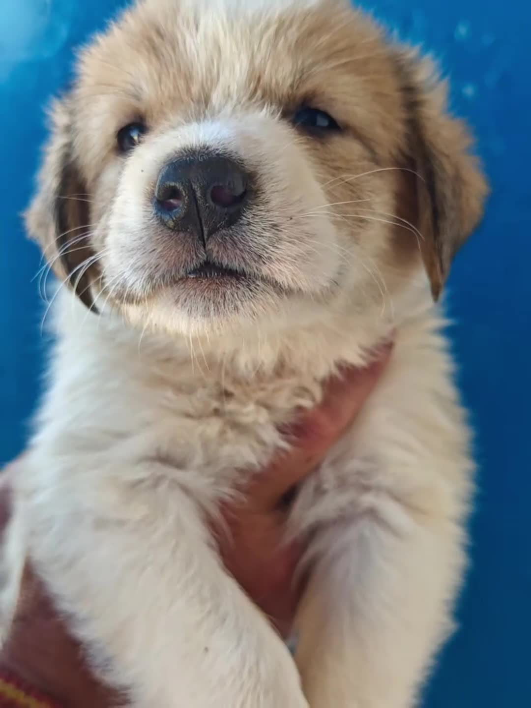 Mastín Español perros en adopcion: Mastines - Video 3