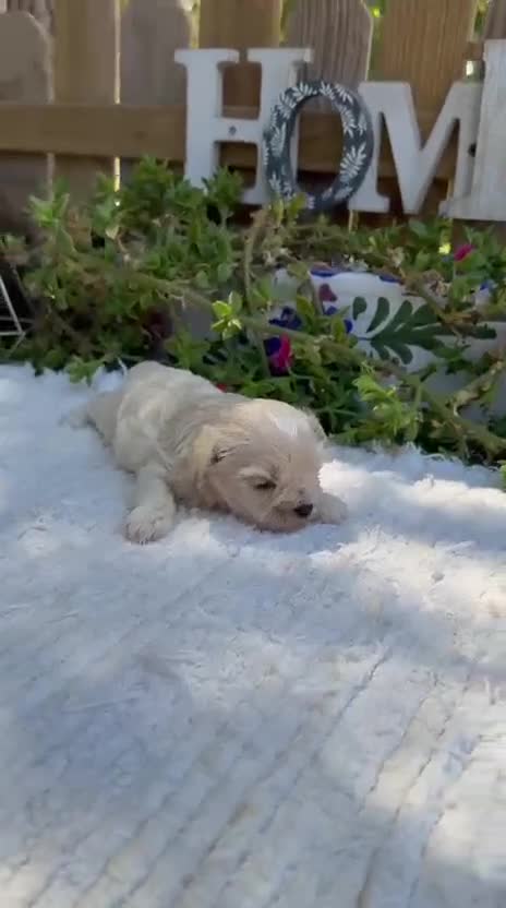 Maltipoo perros en venta: Machos De Maltipoo Apricot Toy Preciosos  - Video 1