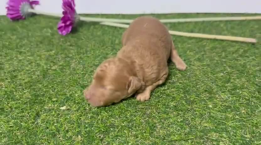 Caniche Enano perros en venta: Caniche enano macho y hembra en granada  - Video 1