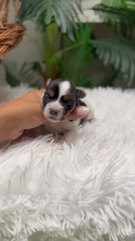 Yorkshire Terrier perros en venta: YORKSHIRE BIEWER - Video 1