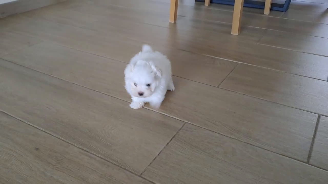 Bichón Maltés perros en venta: Cachorrito de Bichon Maltes  - Video 2