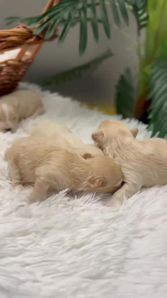 Maltipoo perros en venta: MALTIPOO 💙 - Video 1