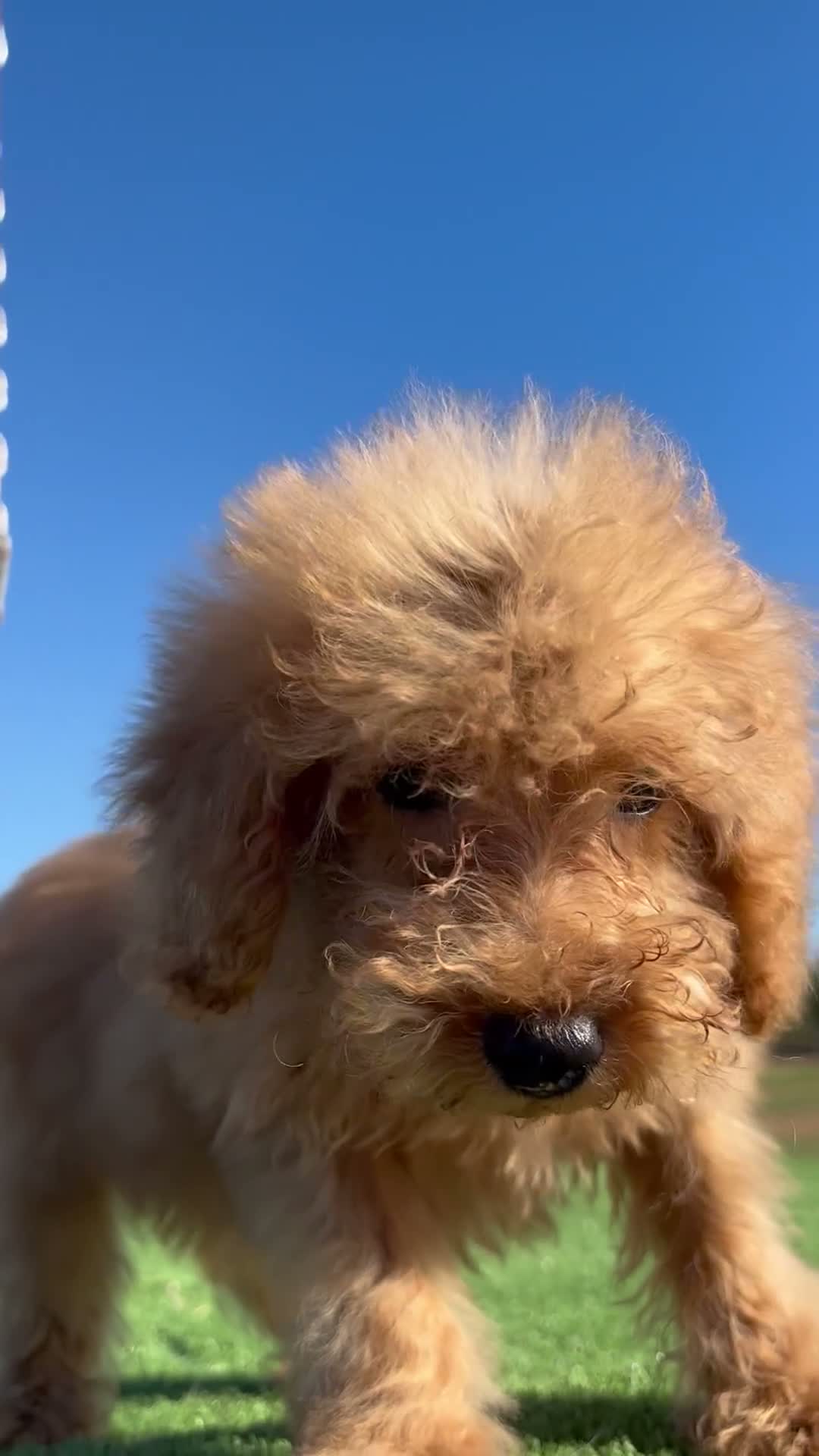 Caniche Toy perros en venta: CANICHE TOY  - Video 2