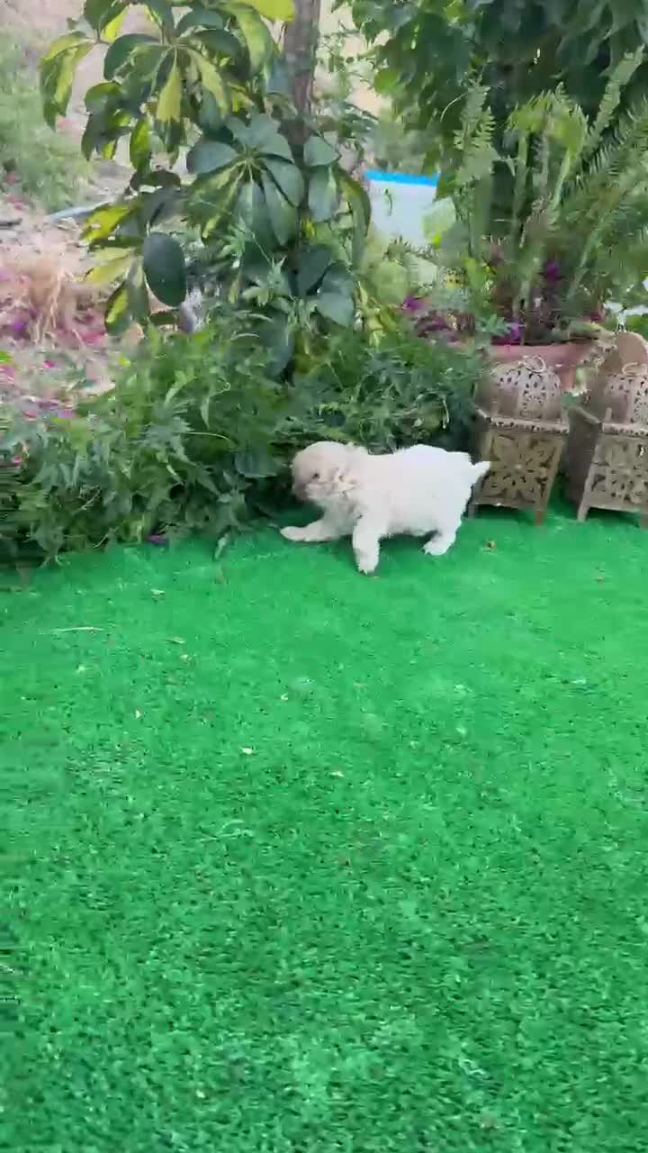 Maltipoo perros en venta: Maltipoo Toy Machos Apricot Súper peques  - Video 1