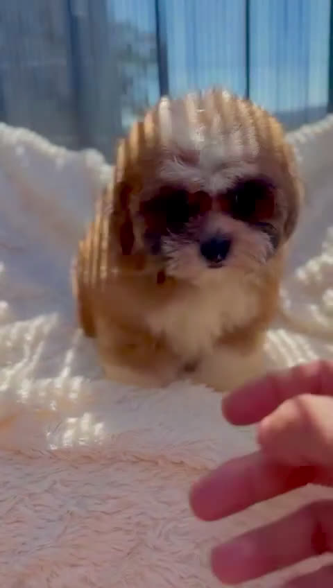 Shihpoo perros en venta: Shihpoo disponible  - Video 1