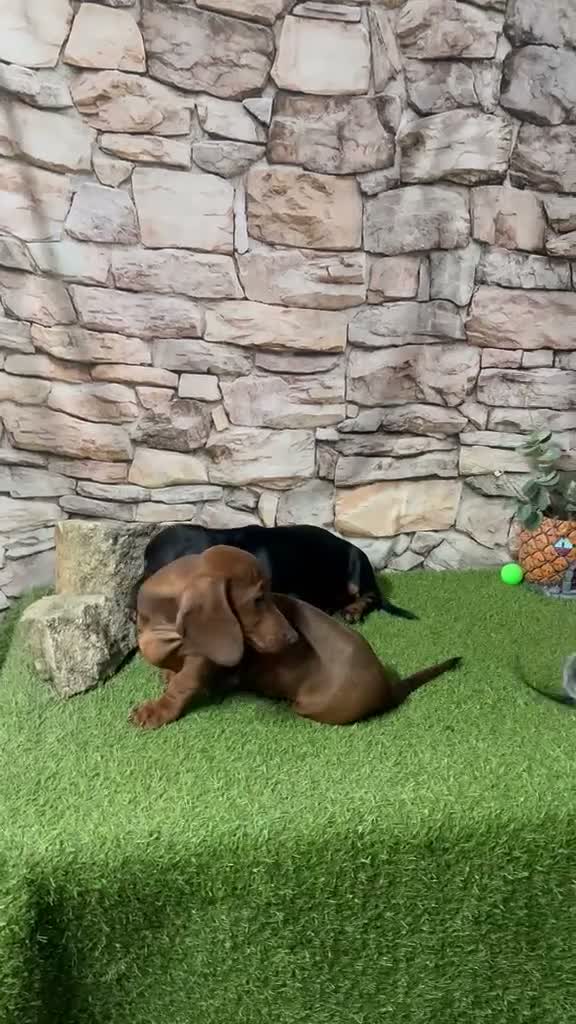 Teckel Miniatura perros en venta: TECKEL MINIATURA CACHORROS - Video 1