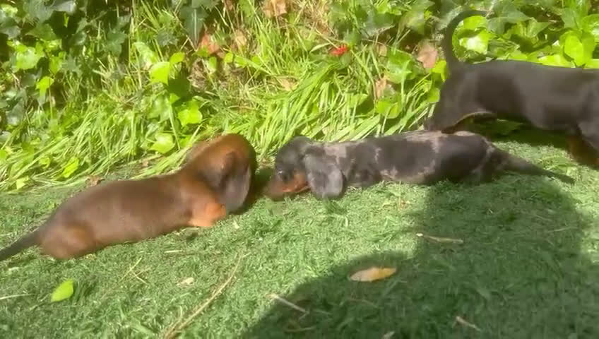 Teckel Miniatura perros en venta: Teckel miniaturas - Video 2