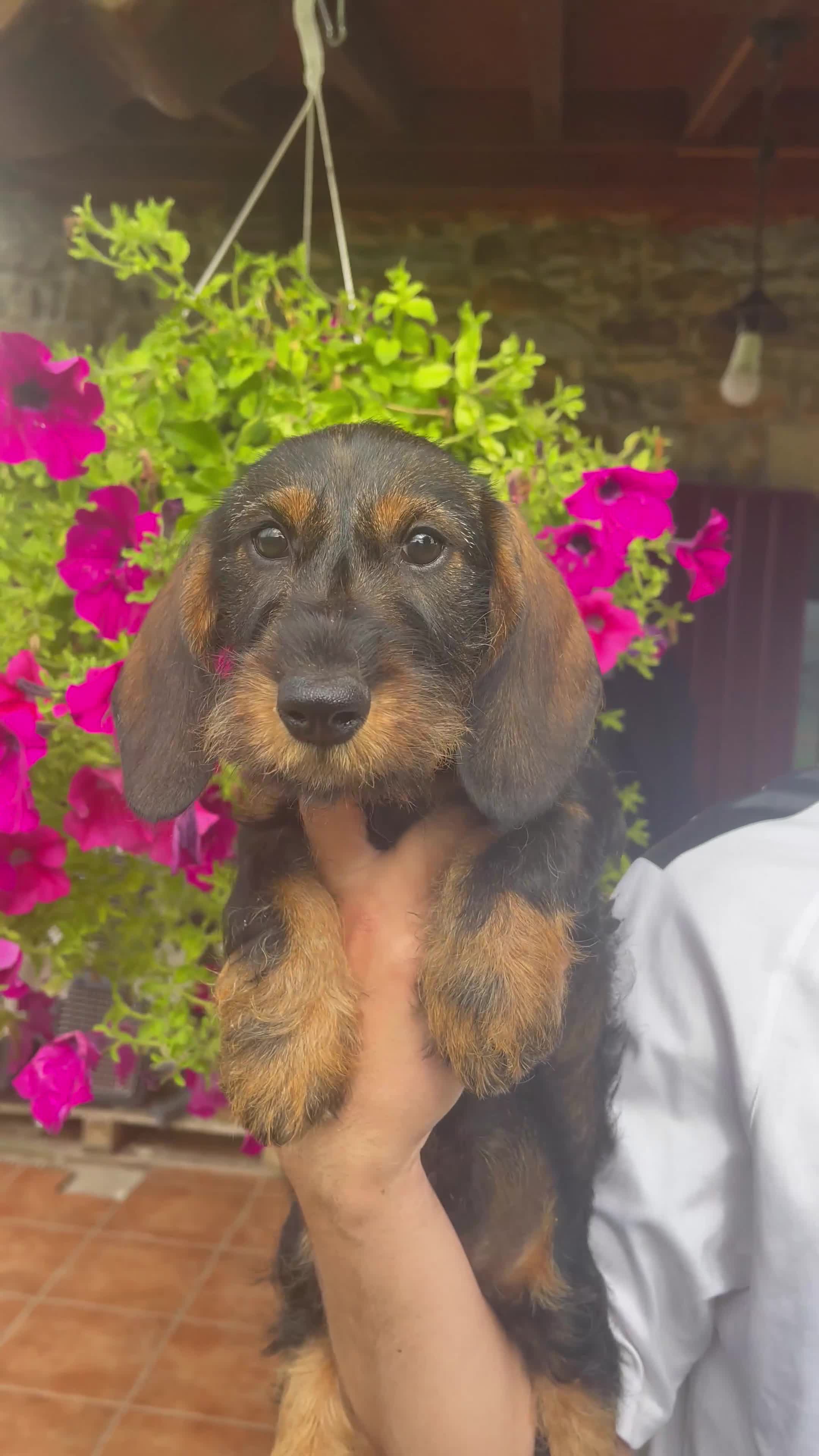 Teckel Miniatura perros en venta: Exclusiva Camada Teckel Miniatura de pelo duro  - Video 1