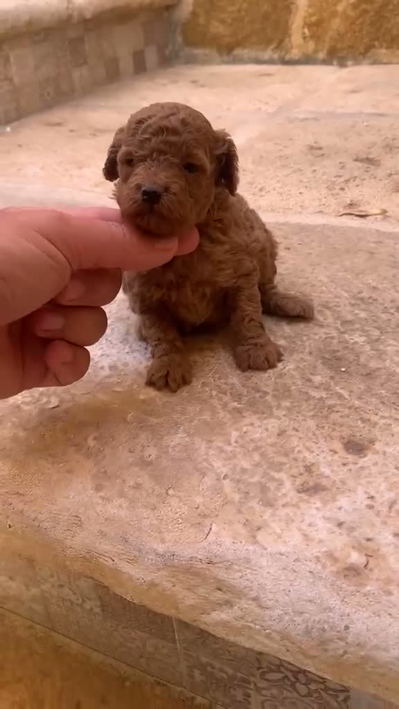 Caniche Toy perros en venta: Machos y hembras de caniche toy rojo - Video 2