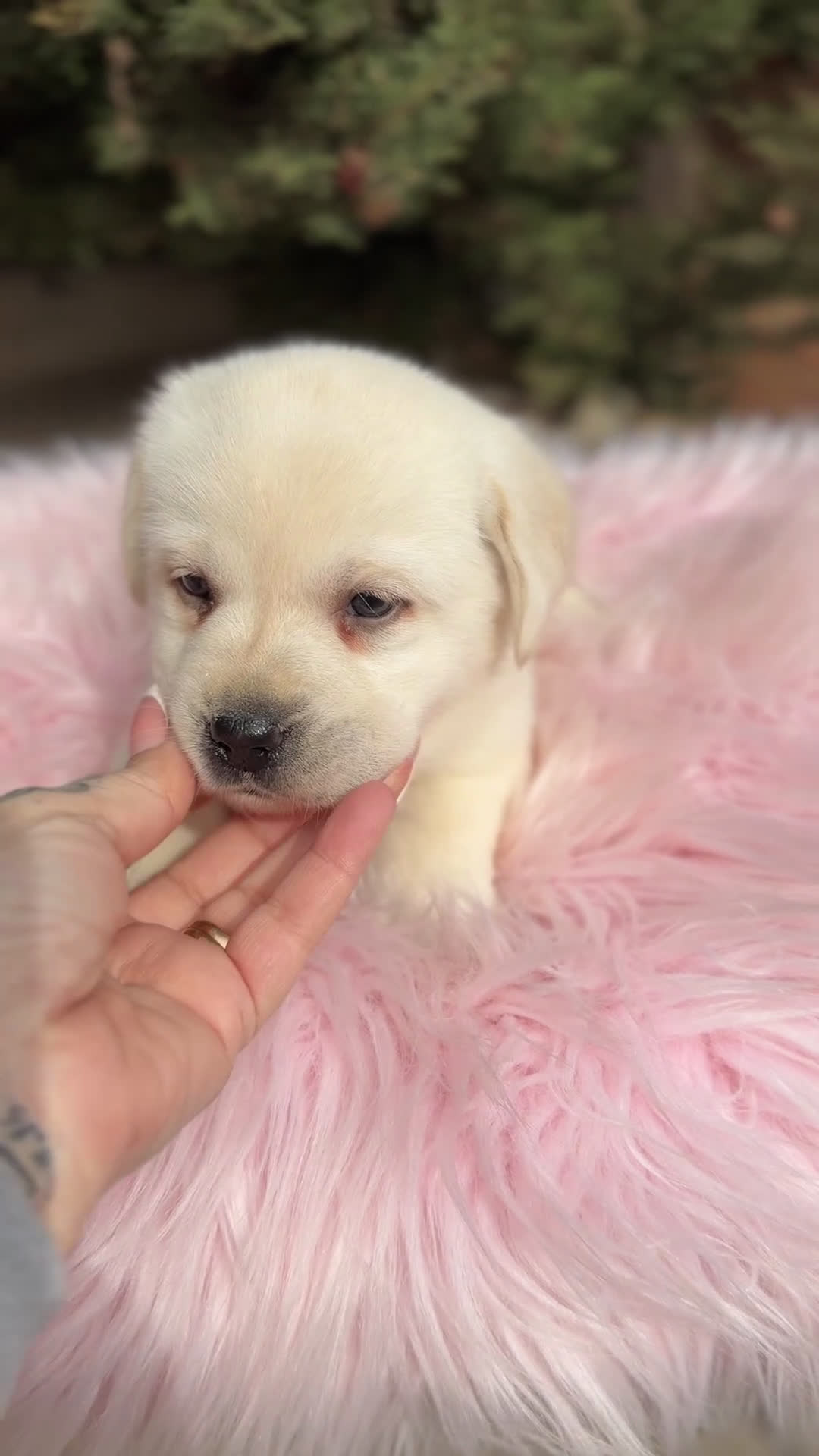 Labrador Retriever perros en venta: Labradora amarilla  - Video 1