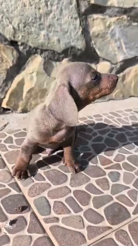 Teckel Miniatura perros en venta: Teckel Miniatura - Video 3