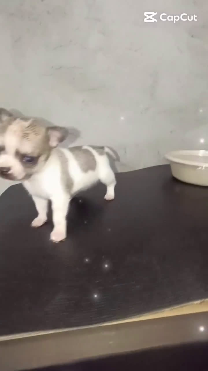 Chihuahua perros en venta: HEMBRITA TOY CHIHUAHUA BICOLOR CABEZA DE MANZANA  - Video 1