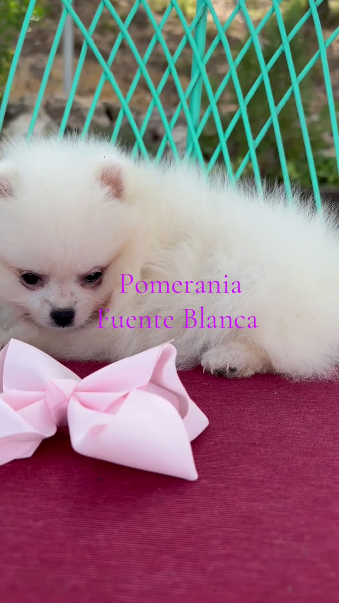 Pomerania perros en venta: Pomerania hembra disponible !! - Video 1