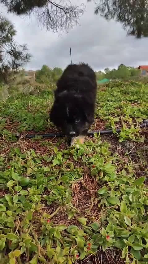 Pastor Miniatura Americano perros en venta: Cachorro Pastor Americano - Video 1