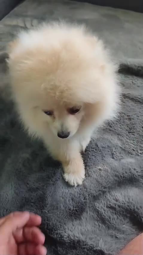 Pomerania perros en venta: POMERANIA MACHO - Video 1