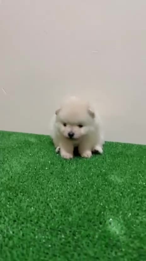 Pomerania perros en venta: Pomerania lulu Toy Machos Chatos y Peludos  - Video 1