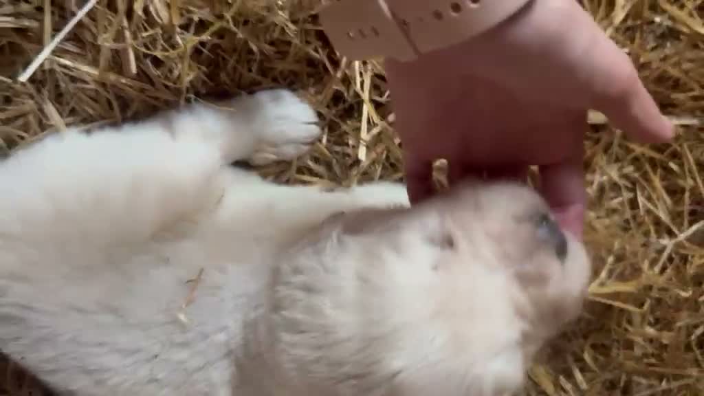 Mastín del Pirineo perros en venta: Cachorros de Mastín - Video 2
