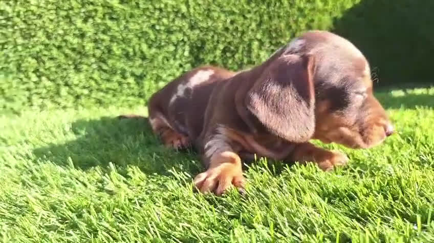 Teckel Miniatura perros en venta: Teckel kanichen hembras disponibles  - Video 1