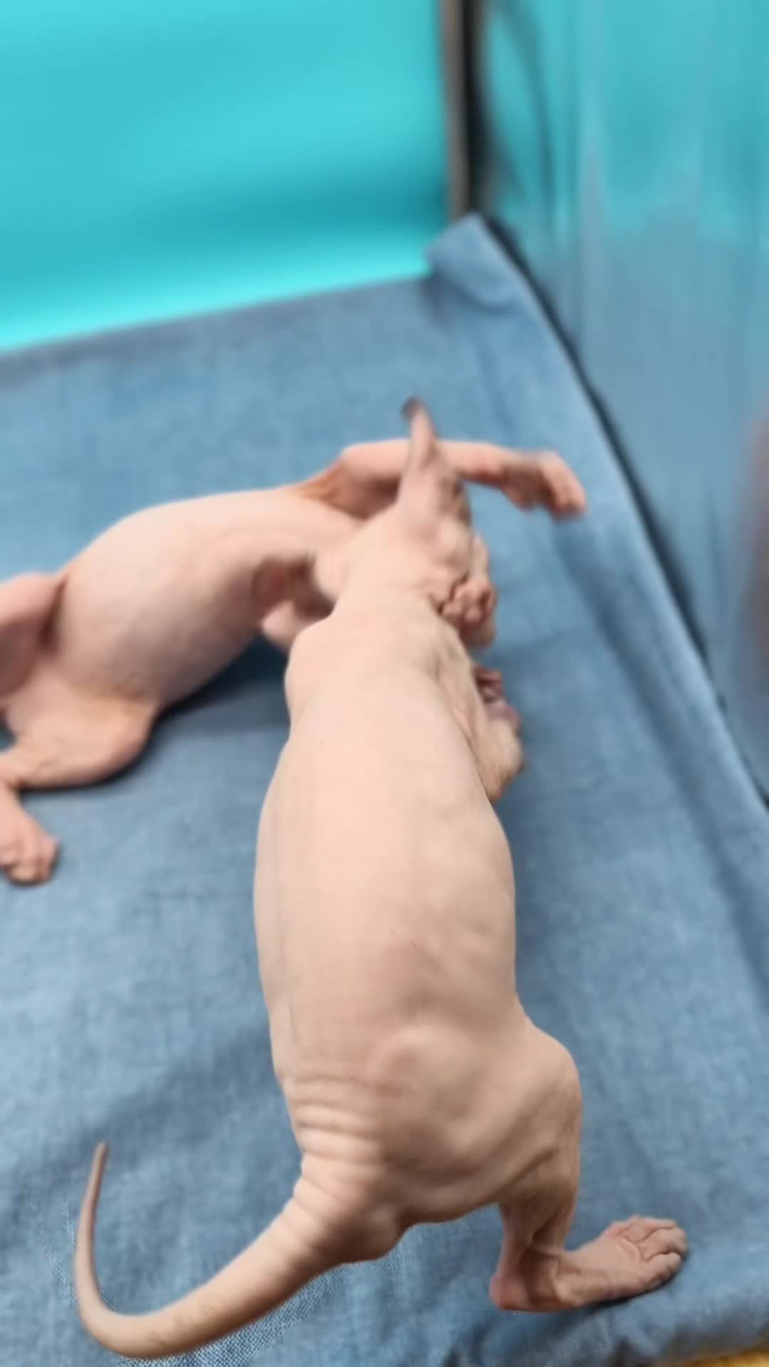 Sphynx gatos en venta: Preciosa camada ojos azules  - Video 1