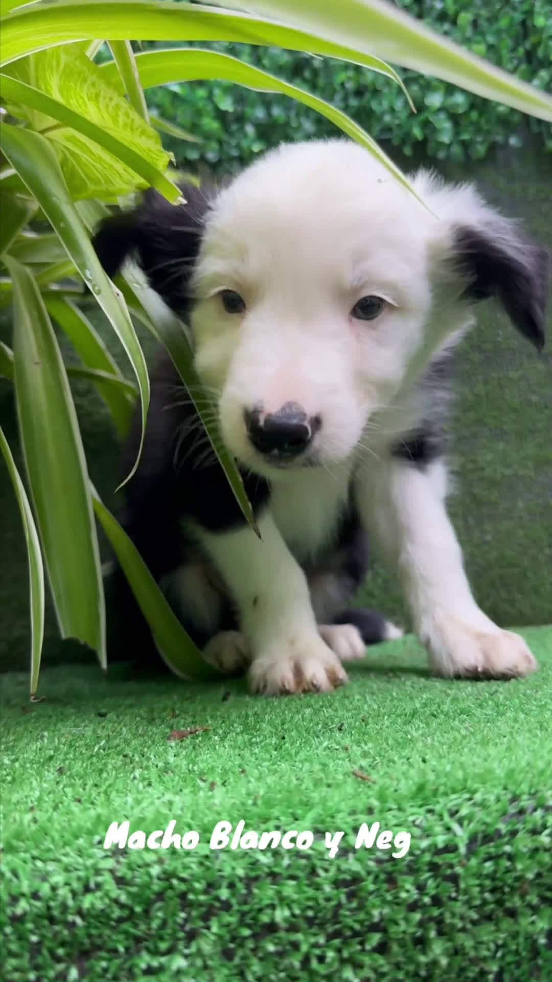 Border Collie perros en venta: BORDER COLLIE - Video 2