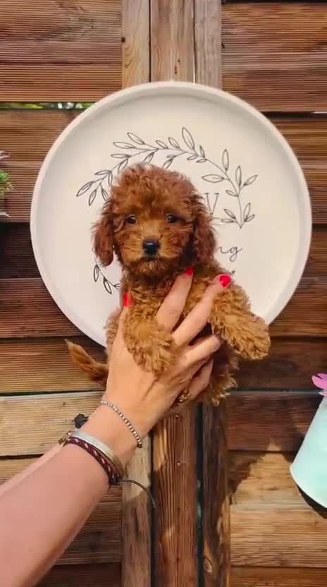 Caniche Toy perros en venta: Caniche Toy Hembras - Video 1