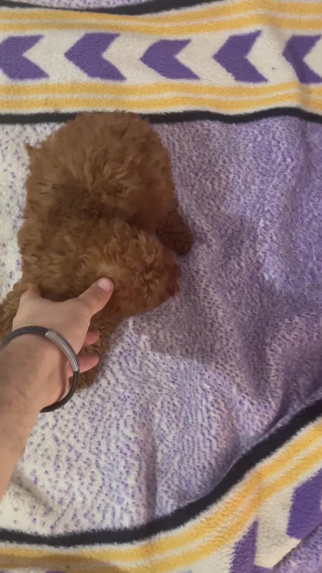 Caniche Toy perros en venta: CAMADAS CANICHES MUCHA CALIDAD  - Video 2