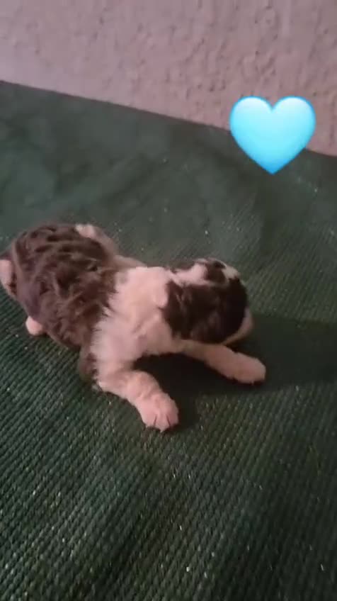 Perro de Agua Español perros en venta: Espectacular perro de agua en Madrid - Video 2