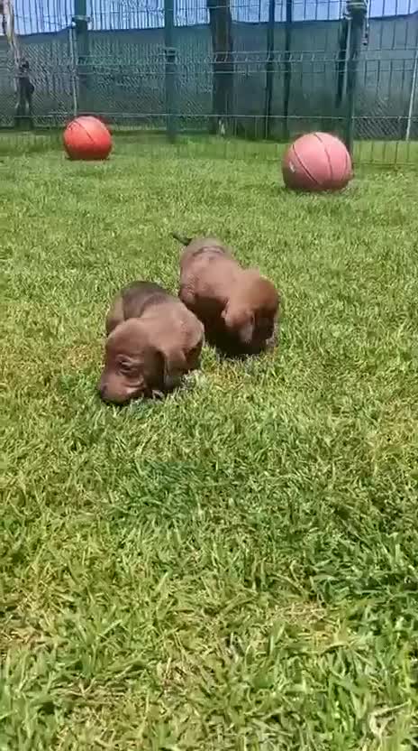 Teckel Miniatura perros en venta: Chocolate arlequín  - Video 1