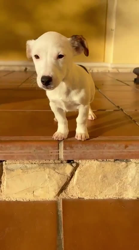 Jack Russell Terrier perros en venta: Cachorros de Jack russell  - Video 2
