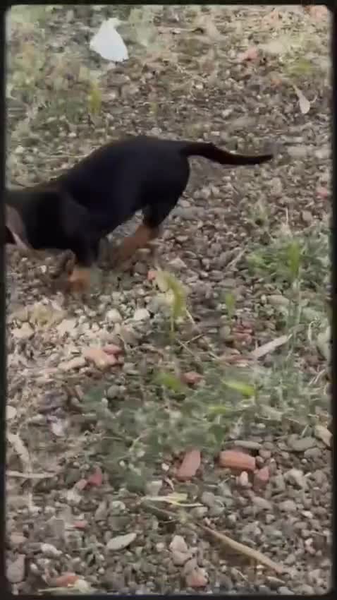 Teckel perros en venta: Camada Teckel st Pelo Duro  - Video 1