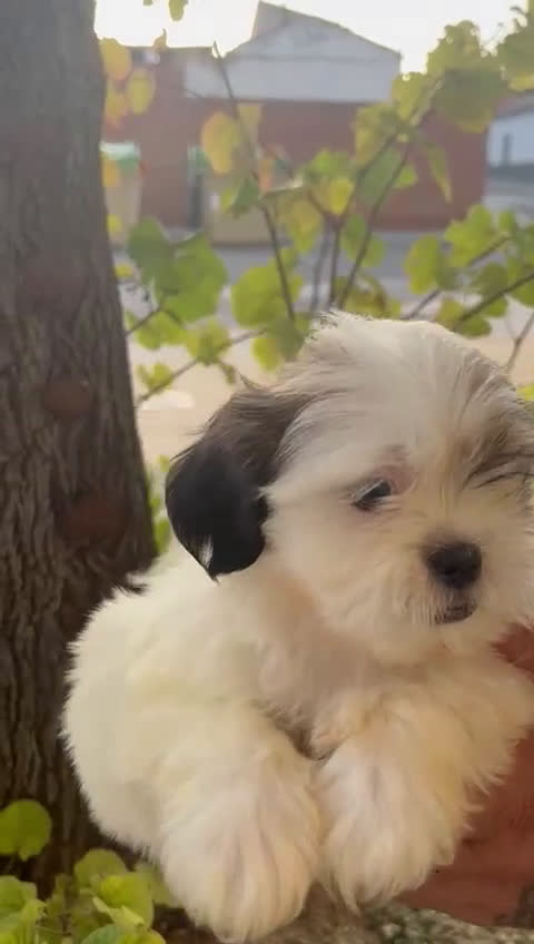 Shih Tzu perros en venta: Shih tzu  - Video 1