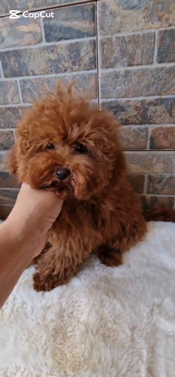Caniche Toy perros en venta: MACHO CANICHE TOY - Video 1