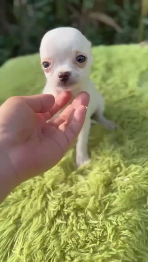 Chihuahua perros en venta: Chihuahua microtoy  - Video 1