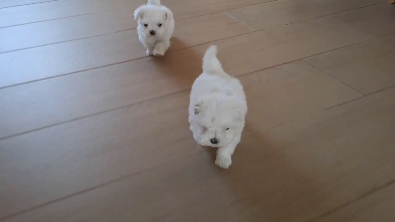 Bichón Maltés perros en venta: Bichon Maltes Mini  - Video 1