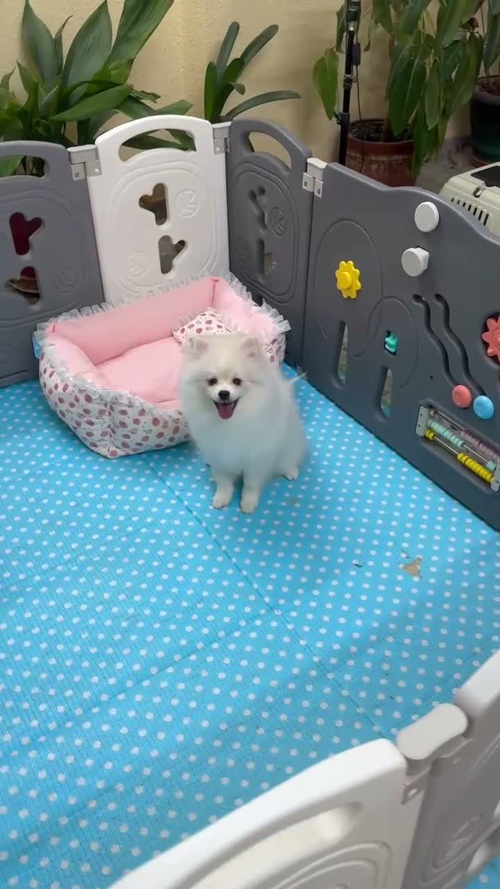 Pomerania perros en venta: Pomerania Hembra - Video 1