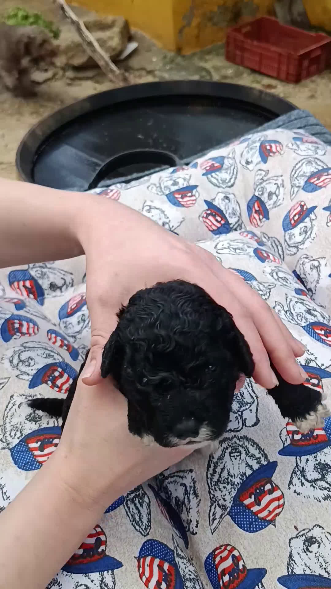 Perro de Agua Español perros en venta: Perro de agua  - Video 1