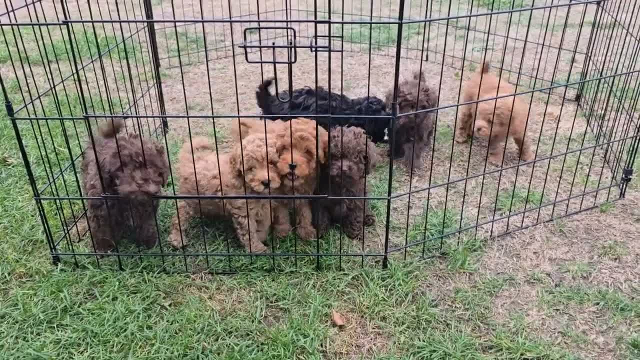Caniche Toy perros en venta: Caniches toy Del Rebollar  - Video 2