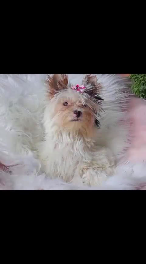 Biewer Yorkshire Terrier a la Pom Pon perros en venta: Hembra Yorkshire Biewer toy - Video 1