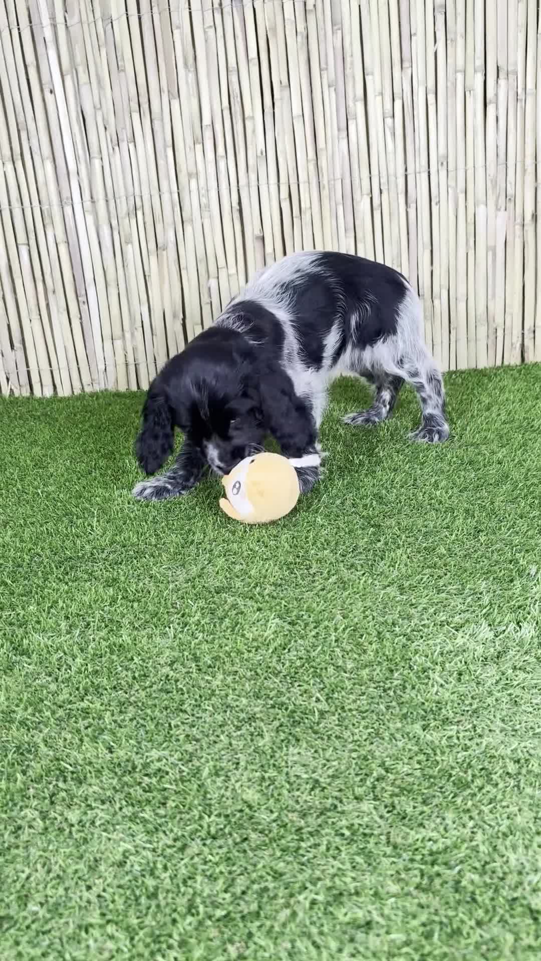 Cocker Spaniel Inglés perros en venta: COCKER SPANIEL INGLÉS - Video 1
