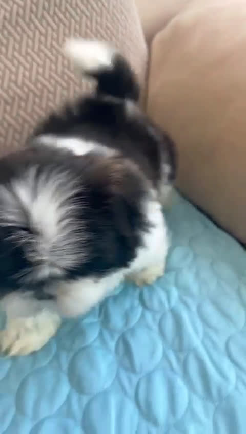 Shih Tzu perros en venta: Shih Tzu 2 machitos disponible - Video 3