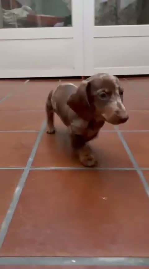 Chihuahua perros en venta: Impresionantes teckel canichen kanichen - Video 2