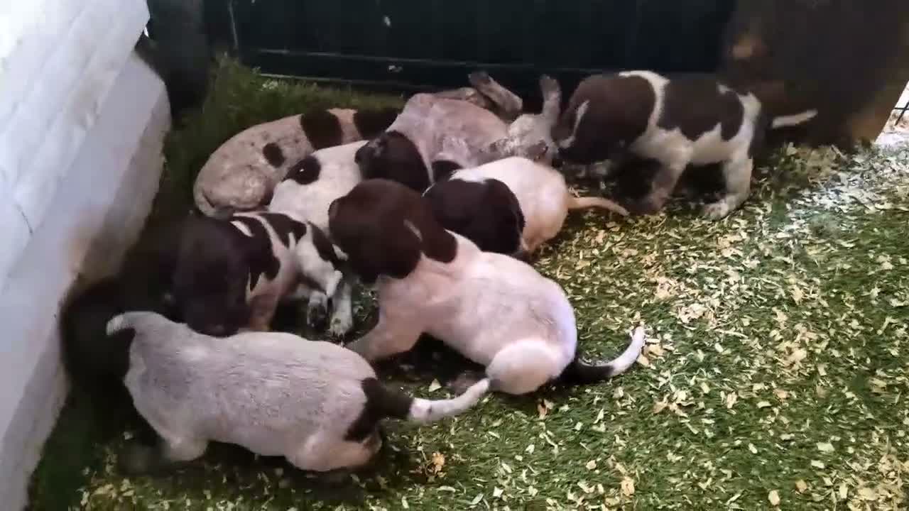 Braco Alemán de Pelo Corto perros en venta: Braco Alemán  - Video 1
