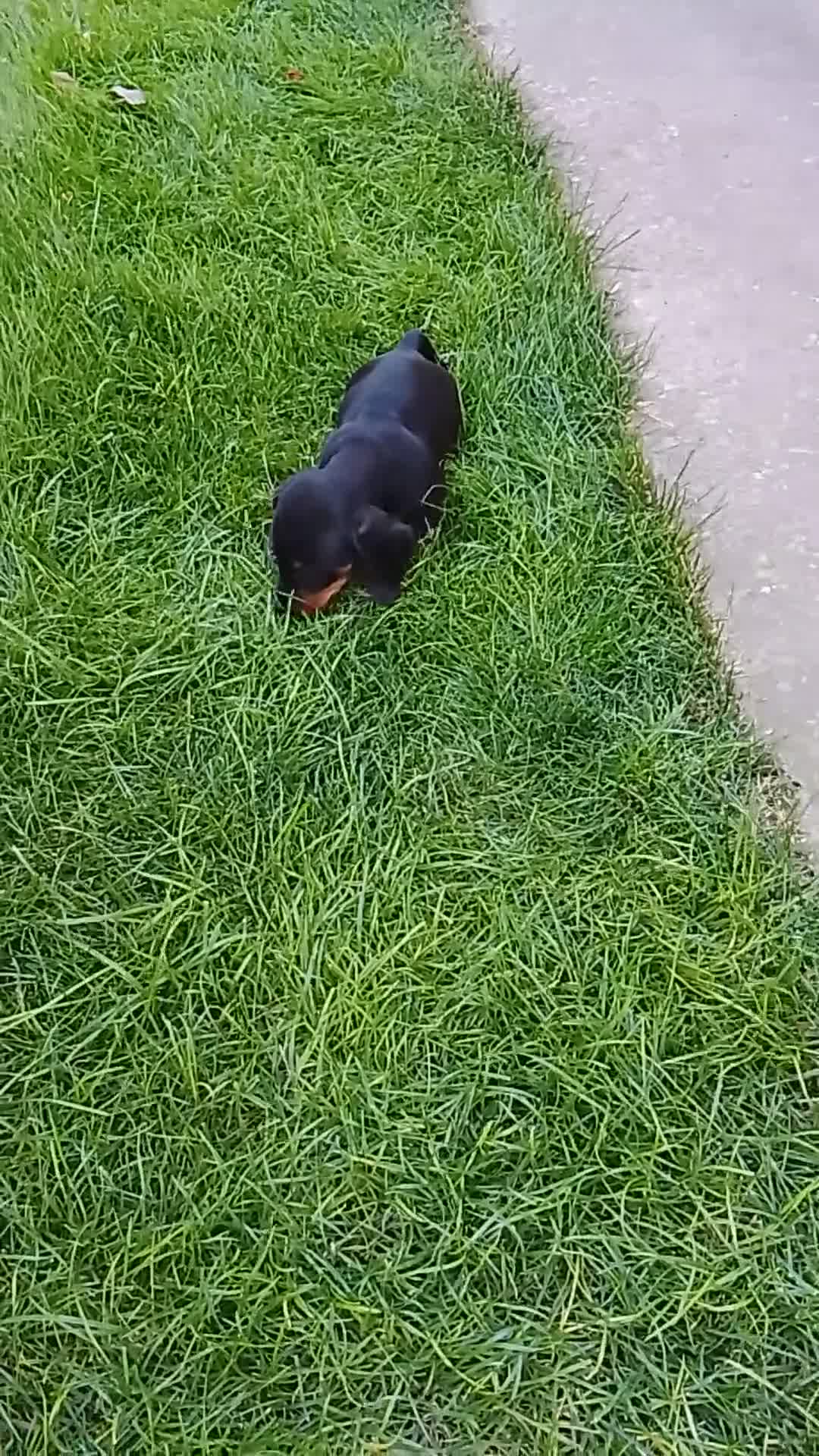 Teckel Miniatura perros en venta: Cachorros de teckel miniatura  - Video 1