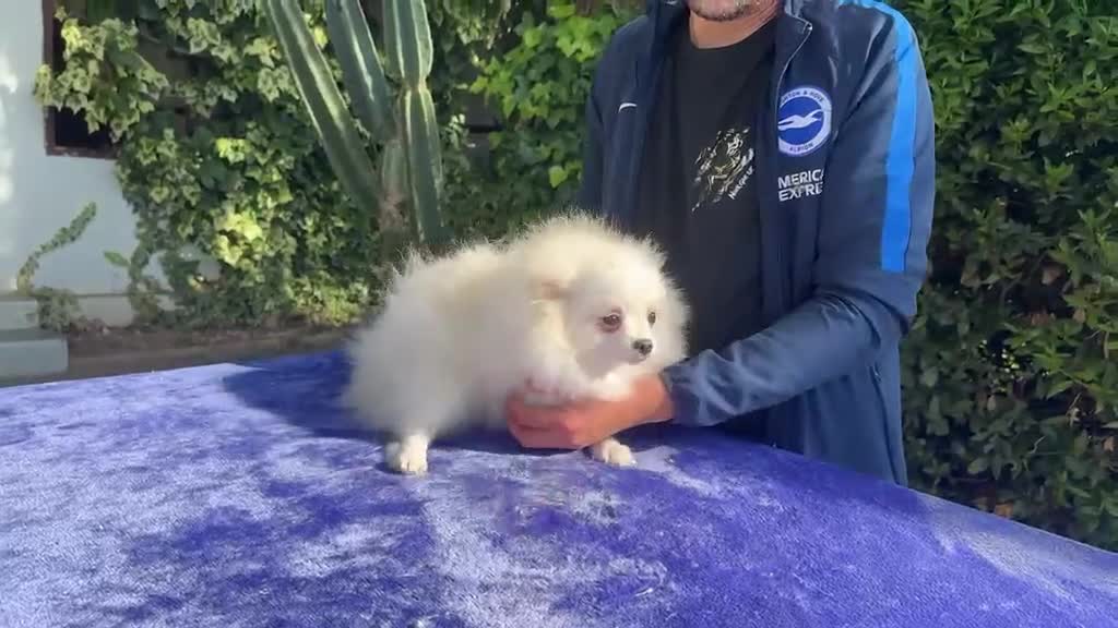 Pomerania perros en venta: Pomerania - Video 2