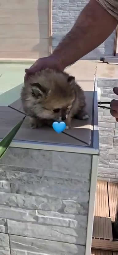 Pomerania perros en venta: Cachorros de pomerania toy  - Video 2