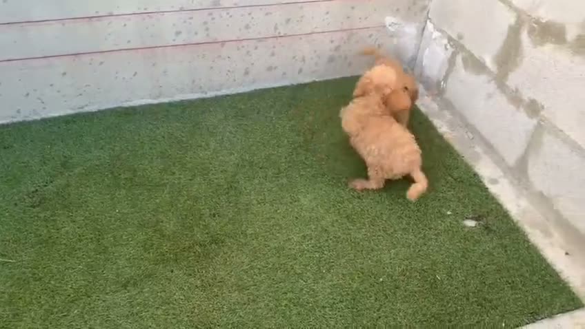 Caniche Toy perros en venta: 🔥🔥🔥 MACHOS DISPONIBLES 🔥🔥🔥 - Video 1