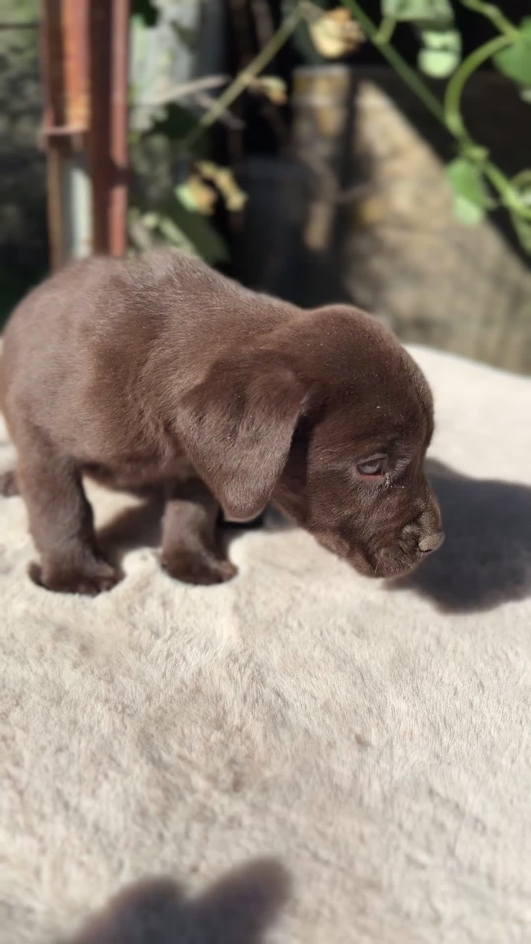 Labrador Retriever perros en venta: Labrador Macho chocolate  - Video 1