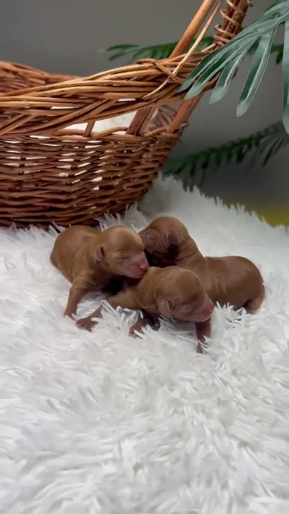 Maltipoo perros en venta: MALTIPOO HEMBRAS ROJAS - Video 1